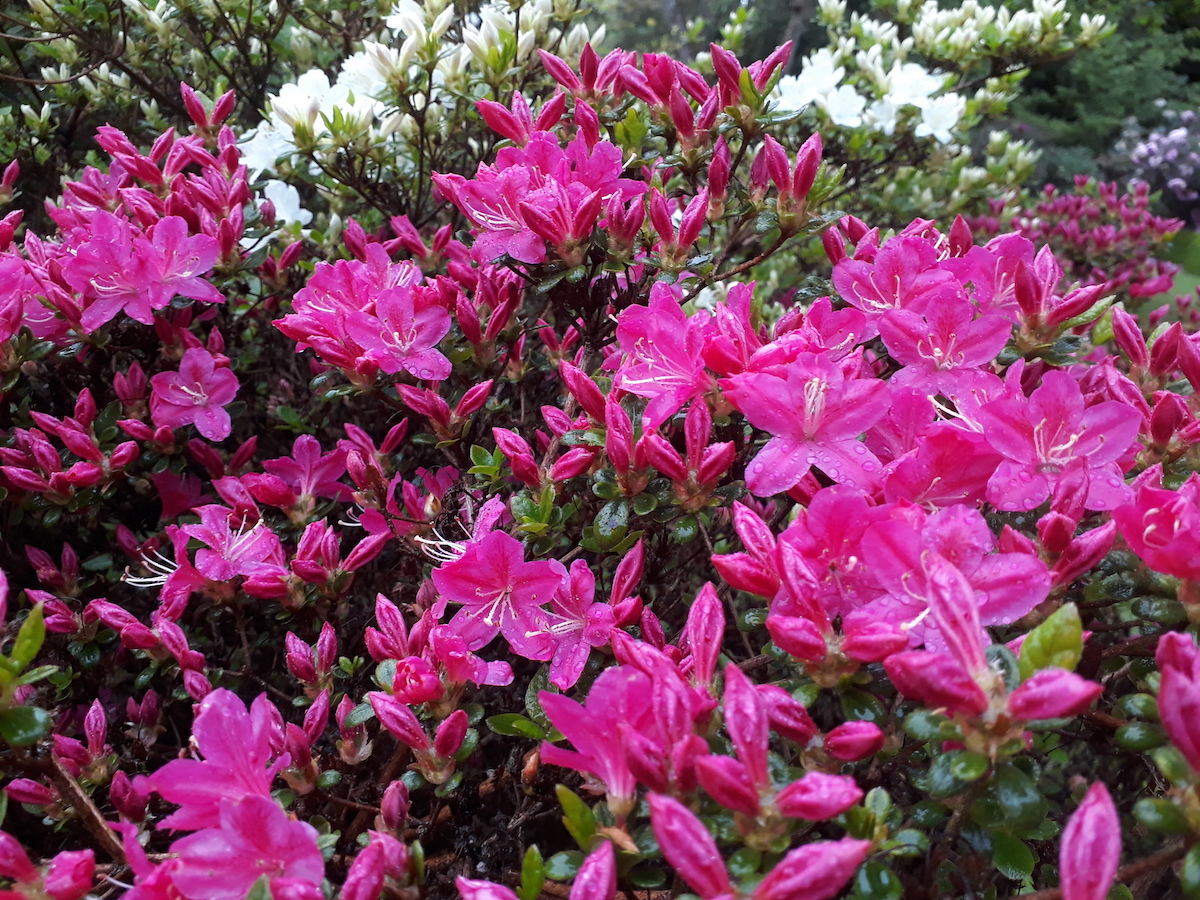 Kermesinum